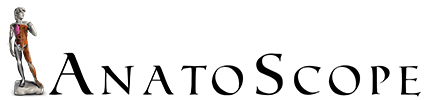 ANATOSCOPE