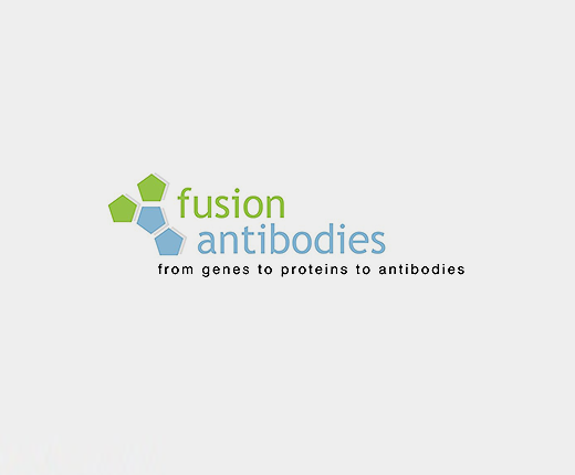 Fusion Antibodies