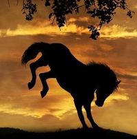 Epona's Voice Rescue and Rehabilitation
