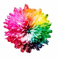 COLOURlovers
