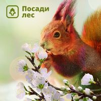 PosadiLes.ru