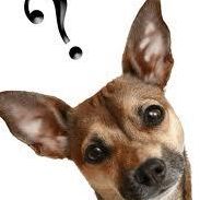 Find Lost Pets Using Video Identification, Pet Medical Records, Pet Apps