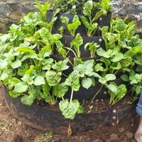 Kitchen Gardeners International