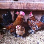 Cella Farms