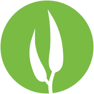 Eucalypt