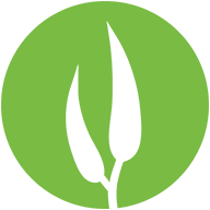 Eucalypt