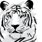 Elusive Tiger