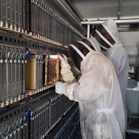Beewise: Automated Beekeeping