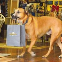 BROWN DOG TRADING CO