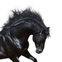 Pony Express