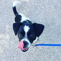 Destination Pet