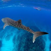 Ningaloo Blue Dive - Whale Sharks Specialists – Funding, Valuation