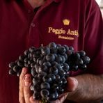 Poggio Antico - Montalcino