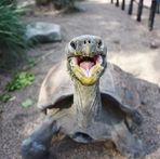 Tortoise