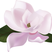 Magnolia Prime