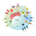 Ion Channel