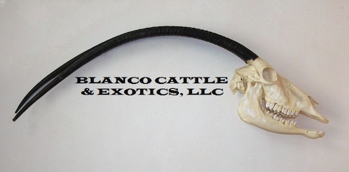 Blanco Cattle & Exotics, LLC