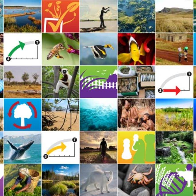 UN Biodiversity