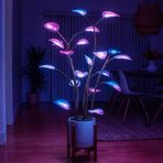 Color+light