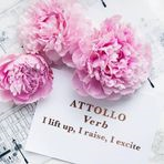 Attollo Lingerie